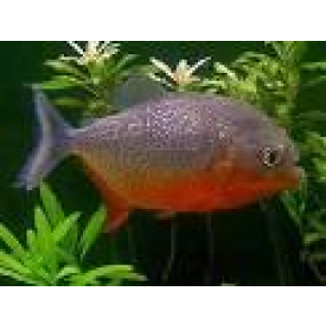 roodbuik piranha