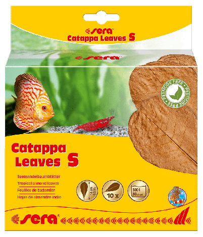 sera catappa leaves s 14 cm