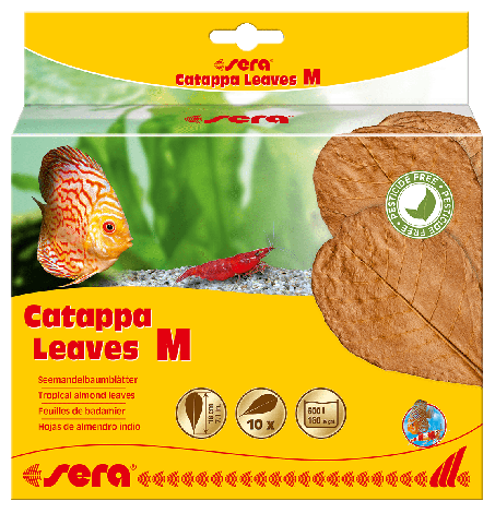 sera catappa leaves m 18 cm