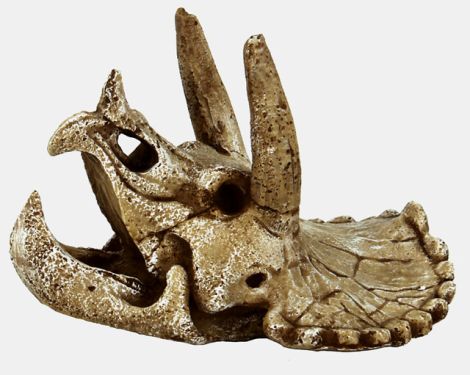 SF skull triceratops m