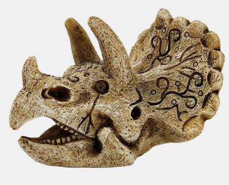 SF skulll triceratops s