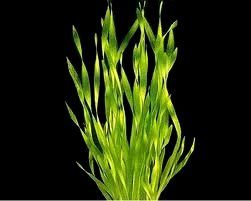 VALLISNERIA SPIRALIS BOS