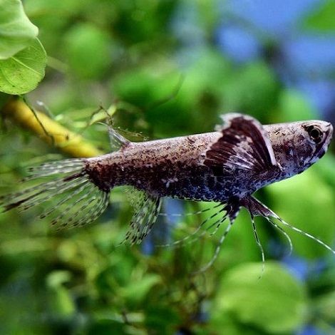Vlindervis