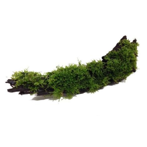 WOOD MICROSORIUM-MOSS- SMALL