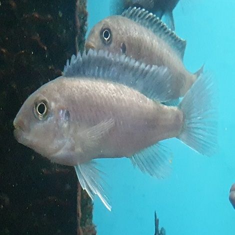 Pseudotropheus Zebra Red+Blue