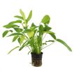 Aquariumplanten 4 voor € 12,50