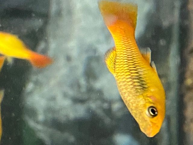 Tropische vis Platy