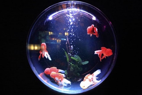 Zielig Iedereen Proportioneel Palme Caius Verärgert online vissen kopen aquarium Bewundernswert Ausziehen  Entmutigen